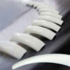 Lamour Focus French Tips - 500ct -Best Manicure Store 14785 1 76864 63701 33716 38711.1629300631