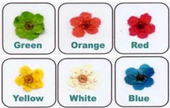 Gamakgal Mini Dried Flowers - 223 Series - 18617